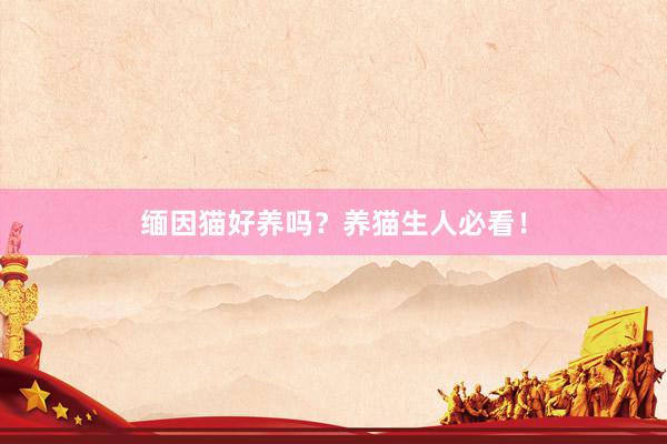 缅因猫好养吗？养猫生人必看！
